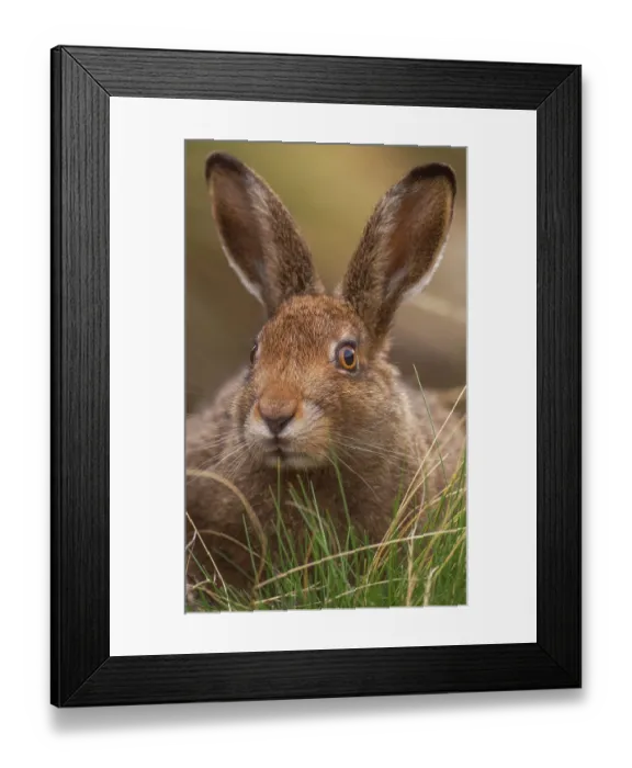 Framed Print : Mountain hare (Lepus timidus) sub-adult, portrait, Peak District National Park, England, UK. August Framed Print : Mountain hare (Lepus timidus) sub-adult, portrait, Peak District National Park, England, UK. August