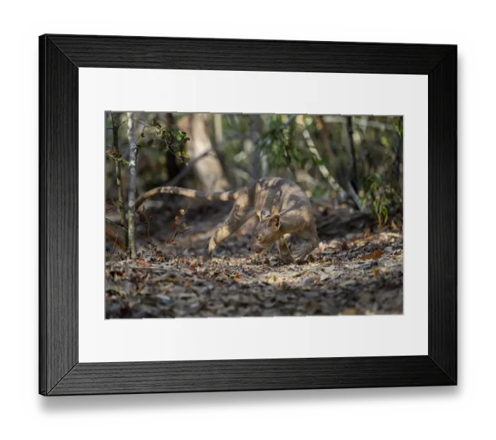 Framed Print : Fosa (Cryptoprocta ferox) female, prowling in forest, Kirindy, Menabe, western Madagascar Framed Print : Fosa (Cryptoprocta ferox) female, prowling in forest, Kirindy, Menabe, western Madagascar
