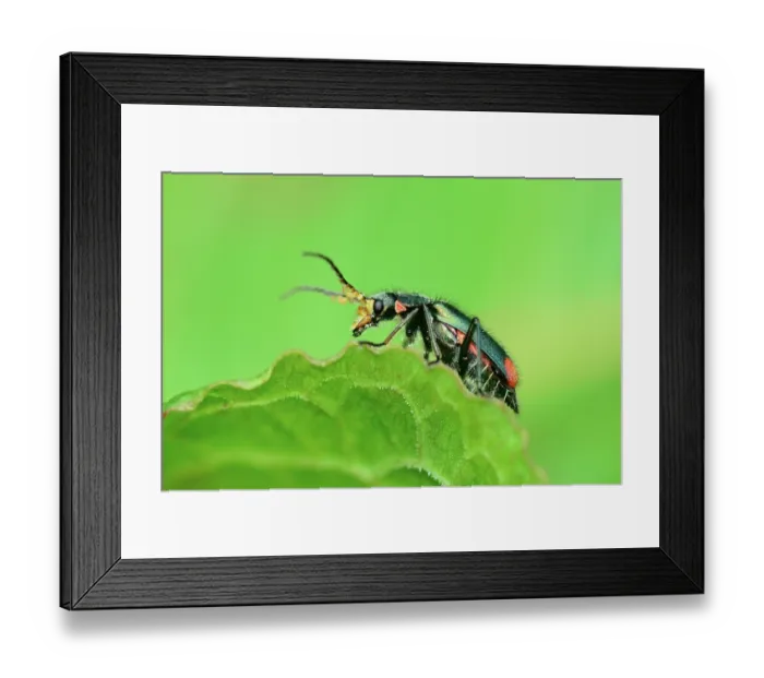 Framed Print : Soldier beetle (Malachius bipustulatus) portrait, Dorset, England, UK. May Framed Print : Soldier beetle (Malachius bipustulatus) portrait, Dorset, England, UK. May