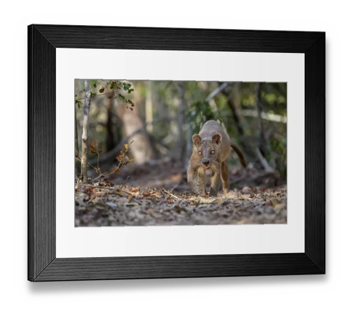Framed Print : Fosa (Cryptoprocta ferox) female, prowling in forest, Kirindy, Menabe, western Madagascar Framed Print : Fosa (Cryptoprocta ferox) female, prowling in forest, Kirindy, Menabe, western Madagascar