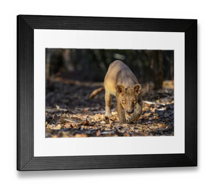 Framed Print : Fosa (Cryptoprocta ferox) female, walking through pool of sunlight on forest floor, Kirindy, Menabe, western Madagascar Framed Print : Fosa (Cryptoprocta ferox) female, walking through pool of sunlight on forest floor, Kirindy, Menabe, western Madagascar