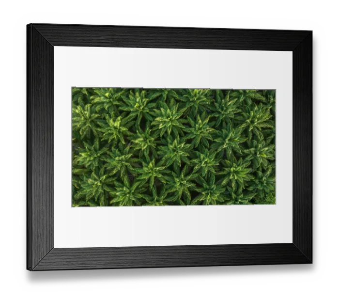 Framed Print : Aerial view of a Palm oil (Genus Elaeis) plantation, New Ireland, Papua New Guinea. November, 2023 Framed Print : Aerial view of a Palm oil (Genus Elaeis) plantation, New Ireland, Papua New Guinea. November, 2023