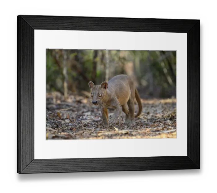 Framed Print : Fosa (Cryptoprocta ferox) female, prowling in forest, Kirindy, Menabe, western Madagascar Framed Print : Fosa (Cryptoprocta ferox) female, prowling in forest, Kirindy, Menabe, western Madagascar