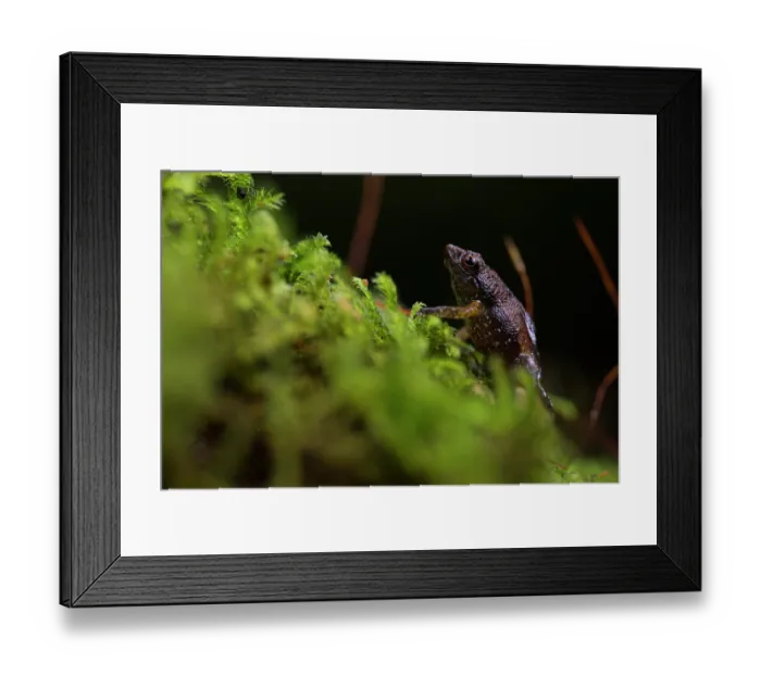 Framed Print : Gardiner's frog (Sechellophryne gardineri) climbing through moss, Mahè Island, Seychelles Framed Print : Gardiner's frog (Sechellophryne gardineri) climbing through moss, Mahè Island, Seychelles