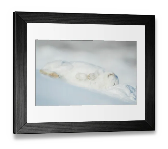 Framed Print : Mountain hare (Lepus timidus) in winter coat, rolling in snow to dry its fur after a snowstorm, Cairngorms National Park, Scotland, UK. February Framed Print : Mountain hare (Lepus timidus) in winter coat, rolling in snow to dry its fur after a snowstorm, Cairngorms National Park, Scotland, UK. February