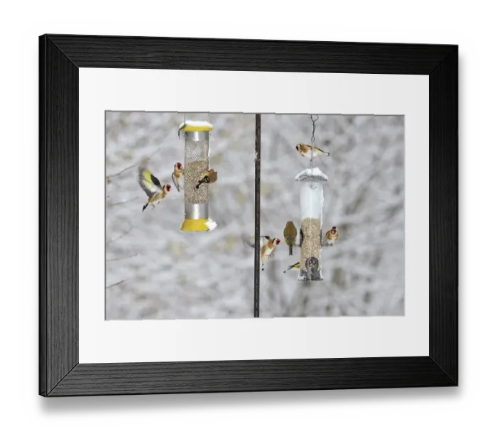 Framed Print : Goldfinches (carduelis carduelis) and Greenfinches (chloris chloris) feeding on garden bird feeders in winter, Dorset, England, UK. February Framed Print : Goldfinches (carduelis carduelis) and Greenfinches (chloris chloris) feeding on garden bird feeders in winter, Dorset, England, UK. February