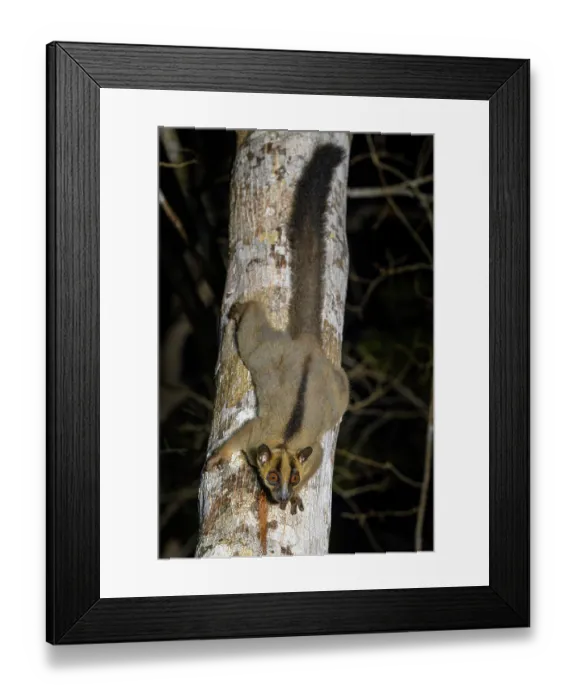 Framed Print : Pale fork-marked lemur (Phaner pallescens) climbing down tree trunk at night to feed on sap / gum of tree (Terminalia sp.), Kirindy Forest, Menabe, western Madagascar. Endangered Framed Print : Pale fork-marked lemur (Phaner pallescens) climbing down tree trunk at night to feed on sap / gum of tree (Terminalia sp.), Kirindy Forest, Menabe, western Madagascar. Endangered