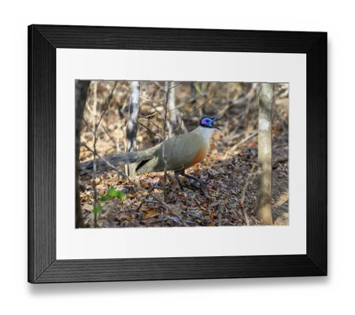 Framed Print : Giant coua (Coua gigas) calling on forest floor, Kirindy Forest, Central Menabe, western Madagascar Framed Print : Giant coua (Coua gigas) calling on forest floor, Kirindy Forest, Central Menabe, western Madagascar