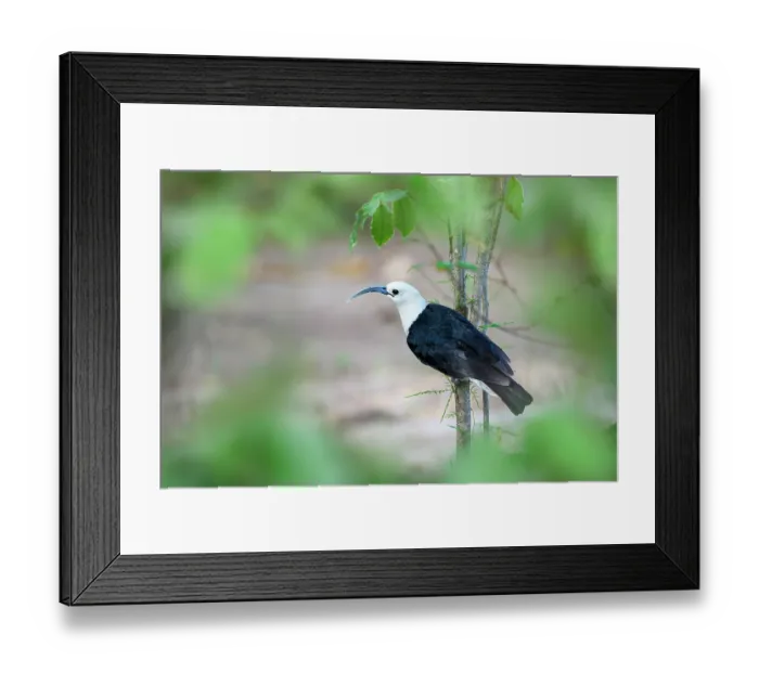 Framed Print : Sickle-billed vanga (Falculea palliata) perched on branch in forest understorey, Anjajavy Private Reserve, north west Madagascar Framed Print : Sickle-billed vanga (Falculea palliata) perched on branch in forest understorey, Anjajavy Private Reserve, north west Madagascar