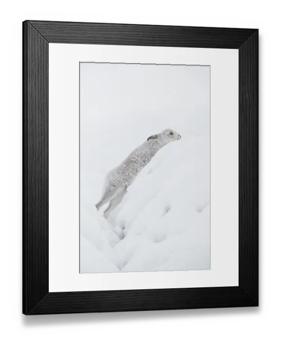 Framed Print : Mountain hare (Lepus timidus) in winter coat, climbing out of a snow-covered ditch high in mountains, Cairngorms National Park, Scotland, UK. February Framed Print : Mountain hare (Lepus timidus) in winter coat, climbing out of a snow-covered ditch high in mountains, Cairngorms National Park, Scotland, UK. February