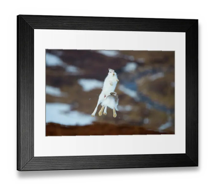 Framed Print : Mountain hares (Lepus timidus) pair, leaping high into the air in a display of boxing behaviour during courtship, Cairngorms National Park, Scotland, UK. February Framed Print : Mountain hares (Lepus timidus) pair, leaping high into the air in a display of boxing behaviour during courtship, Cairngorms National Park, Scotland, UK. February