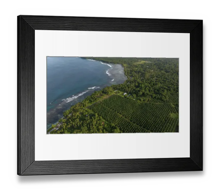 Framed Print : Aerial view of an Oil palm (Genus Elaeis) plantation stretching directly to the coast, New Ireland Province, Papua New Guinea. November, 2023