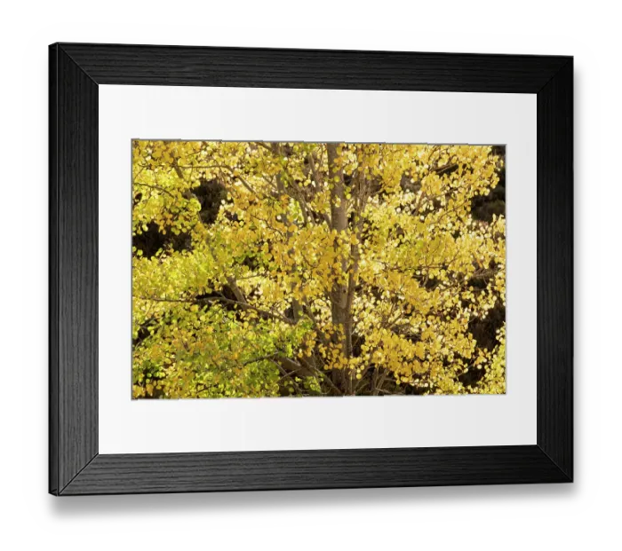 Framed Print : Aspen (Populus tremula) tree backlit highlighting bright yellow autumn foliage, Mar Lodge Estate, Braemar, Scotland, UK. October Framed Print : Aspen (Populus tremula) tree backlit highlighting bright yellow autumn foliage, Mar Lodge Estate, Braemar, Scotland, UK. October
