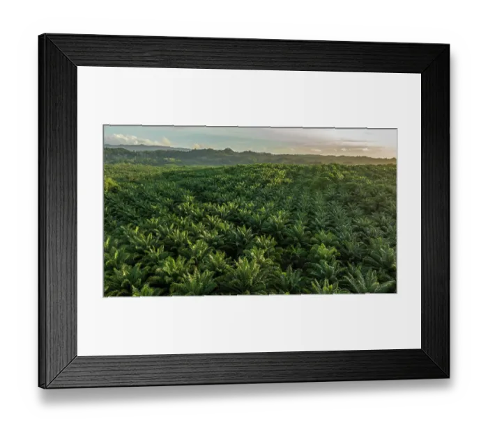 Framed Print : Aerial view of an Oil palm (Genus Elaeis) plantation, New Ireland, Papua New Guinea. November, 2023 Framed Print : Aerial view of an Oil palm (Genus Elaeis) plantation, New Ireland, Papua New Guinea. November, 2023