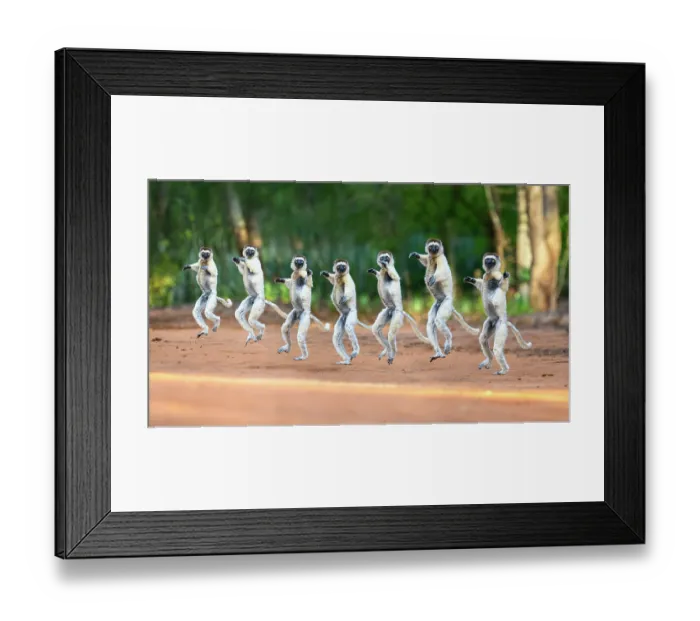 Framed Print : Verreaux's sifaka (Propithecus verreauxi) male, bounding across open ground in early morning sunshine, Berenty Private Reserve, southern Madagascar. Critically endangered Framed Print : Verreaux's sifaka (Propithecus verreauxi) male, bounding across open ground in early morning sunshine, Berenty Private Reserve, southern Madagascar. Critically endangered