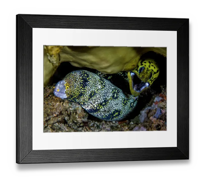 Framed Print : Fimbriated moray (Gymnothorax fimbriatus) right, and Snowflake moray (Echidna nebulosa) left, sharing the same den, Ambon, Indonesia, Pacific Ocean Framed Print : Fimbriated moray (Gymnothorax fimbriatus) right, and Snowflake moray (Echidna nebulosa) left, sharing the same den, Ambon, Indonesia, Pacific Ocean