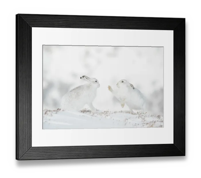 Framed Print : Mountain hares (Lepus timidus) pair, sparring during courtship, Cairngorms National Park, Scotland, UK. February Framed Print : Mountain hares (Lepus timidus) pair, sparring during courtship, Cairngorms National Park, Scotland, UK. February