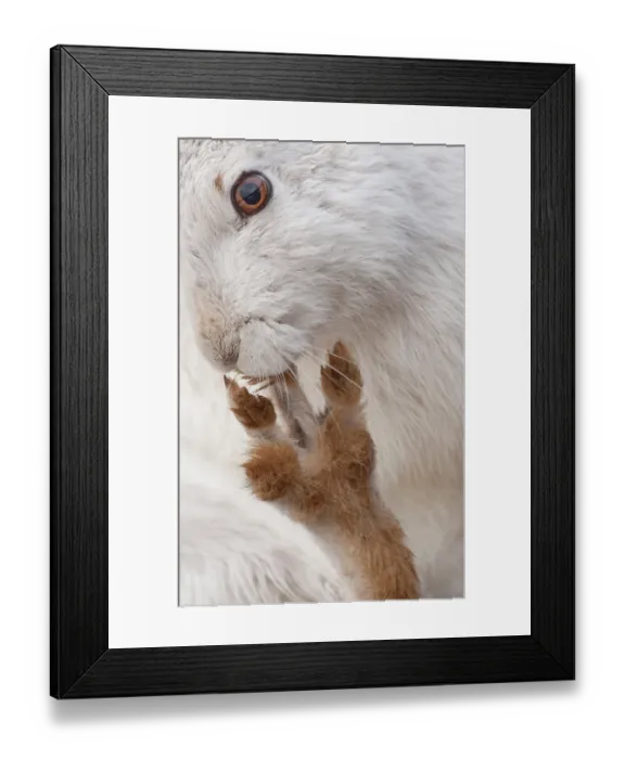 Framed Print : Mountain hare (Lepus timidus) in winter coat, grooming, Monadhliath mountains, Cairngorms National Park, Scotland, UK. March Framed Print : Mountain hare (Lepus timidus) in winter coat, grooming, Monadhliath mountains, Cairngorms National Park, Scotland, UK. March