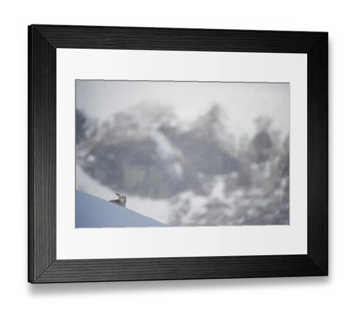 Framed Print : Mountain hare (Lepus timidus) resting on snow-covered mountainside in snowstorm with mountains behind, Cairngorms National Park, Scotland, UK. March Framed Print : Mountain hare (Lepus timidus) resting on snow-covered mountainside in snowstorm with mountains behind, Cairngorms National Park, Scotland, UK. March
