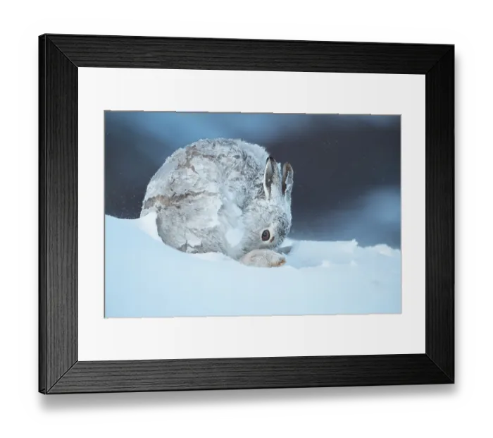 Framed Print : Mountain hare (Lepus timidus) in winter coat, grooming after a heavy snowstorm, Cairngorms National Park, Scotland, UK. February Framed Print : Mountain hare (Lepus timidus) in winter coat, grooming after a heavy snowstorm, Cairngorms National Park, Scotland, UK. February