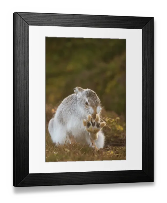 Framed Print : Mountain hare (Lepus timidus) in winter coat, grooming on heather moorland, Cairngorms National Park, Scotland, UK. February Framed Print : Mountain hare (Lepus timidus) in winter coat, grooming on heather moorland, Cairngorms National Park, Scotland, UK. February
