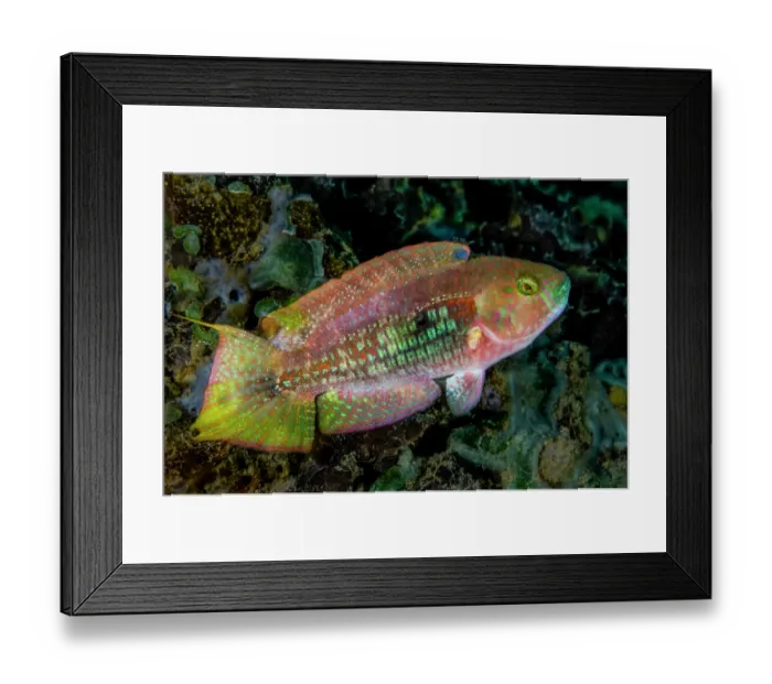 Framed Print : Two-spot wrasse (Oxycheilinus bimaculatus) portrait, with an unusually shaped caudal (tail) fin, Ambon, Indonesia, Pacific Ocean Framed Print : Two-spot wrasse (Oxycheilinus bimaculatus) portrait, with an unusually shaped caudal (tail) fin, Ambon, Indonesia, Pacific Ocean