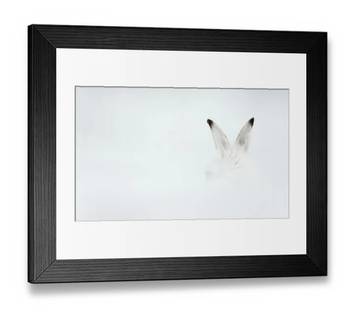 Framed Print : Mountain hare (Lepus timidus) in winter coat, with ears just visible behind a bank of snow, Cairngorms National Park, Scotland, UK. February