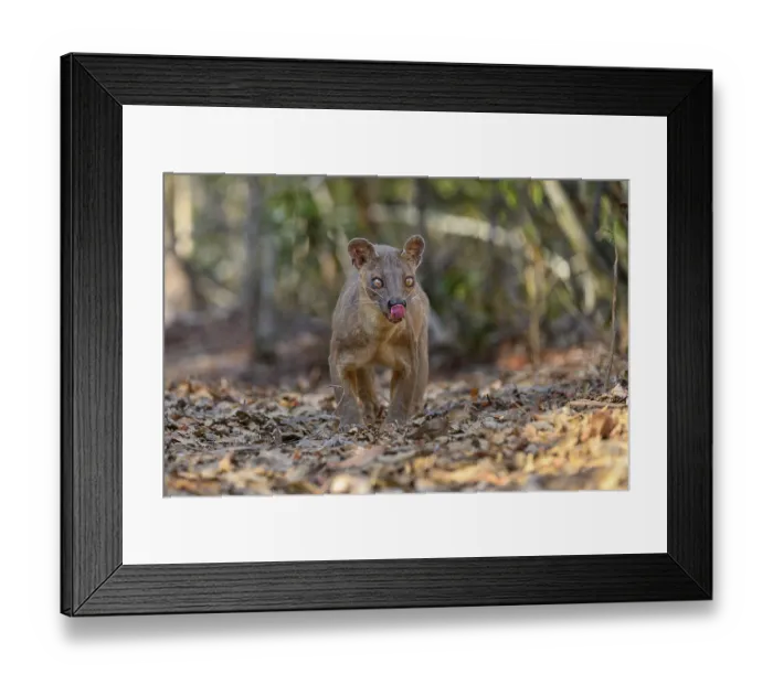 Framed Print : Fosa (Cryptoprocta ferox) female, prowling in forest, licking its nose, Kirindy, Menabe, western Madagascar