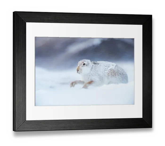 Framed Print : Mountain hare (Lepus timidus) in winter coat, digging in snow to find food, Cairngorms National Park, Scotland, UK. February Framed Print : Mountain hare (Lepus timidus) in winter coat, digging in snow to find food, Cairngorms National Park, Scotland, UK. February