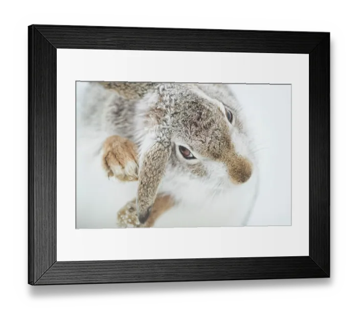 Framed Print : Mountain hare (Lepus timidus) in winter coat, grooming, Cairngorms National Park, Scotland, UK. February