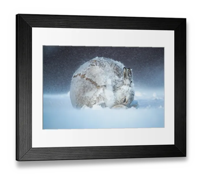 Framed Print : Mountain hare (Lepus timidus) in winter coat, grooming after a heavy snowstorm, Cairngorms National Park, Scotland, UK. February Framed Print : Mountain hare (Lepus timidus) in winter coat, grooming after a heavy snowstorm, Cairngorms National Park, Scotland, UK. February