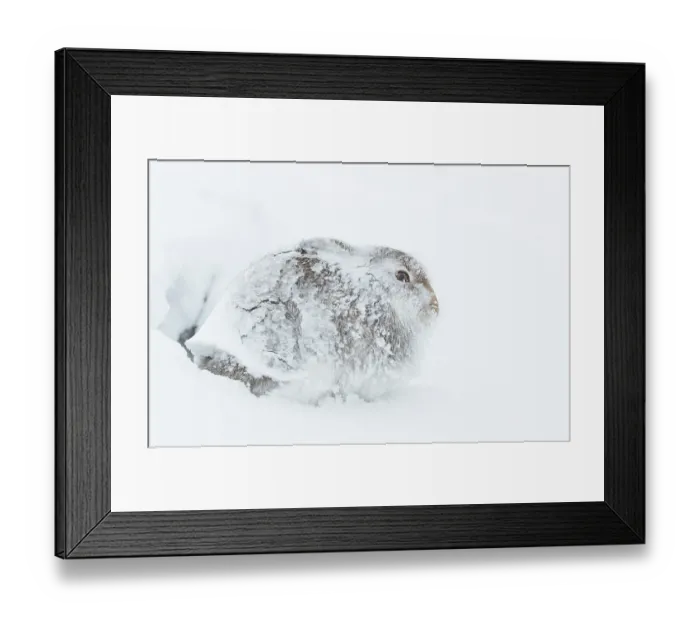 Framed Print : RF - Mountain hare (Lepus timidus) completed encrusted in snow and ice resting during a ferocious storm, Cairngorms National Park, Scotland, UK. February Framed Print : RF - Mountain hare (Lepus timidus) completed encrusted in snow and ice resting during a ferocious storm, Cairngorms National Park, Scotland, UK. February