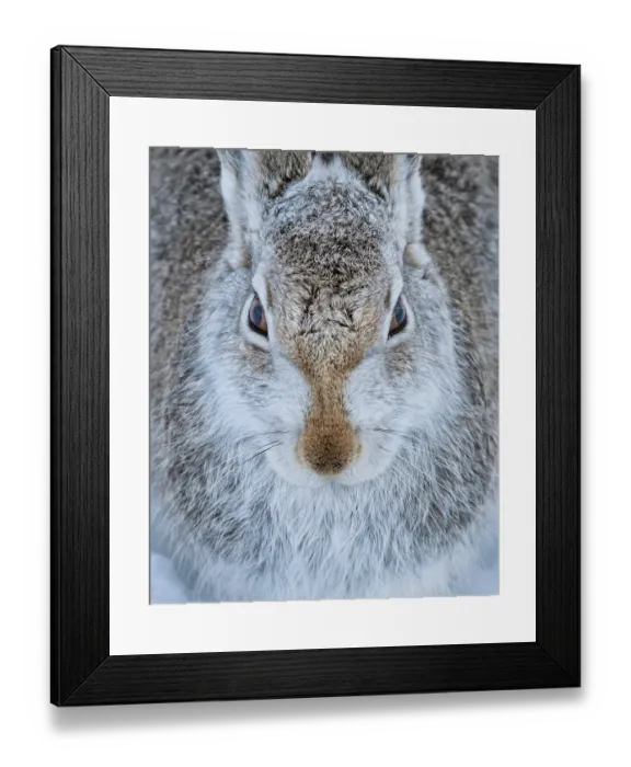 Framed Print : Mountain hare (Lepus timidus) head portrait, Cairngorms National Park, Scotland, UK. January Framed Print : Mountain hare (Lepus timidus) head portrait, Cairngorms National Park, Scotland, UK. January