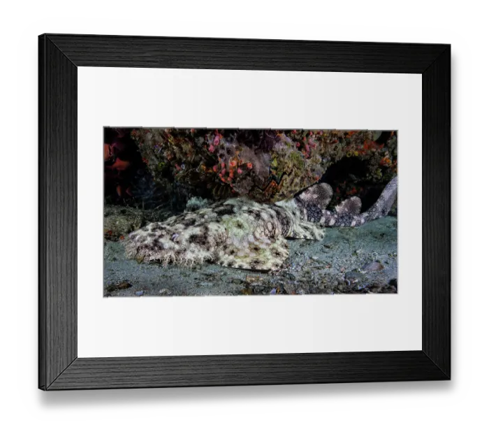 Framed Print : Tassled wobbegong (Eucrossorhinus dasypogon) resting on seabed under a ledge inside a small cave, Raja Ampat, Indonesia, Pacific Ocean Framed Print : Tassled wobbegong (Eucrossorhinus dasypogon) resting on seabed under a ledge inside a small cave, Raja Ampat, Indonesia, Pacific Ocean