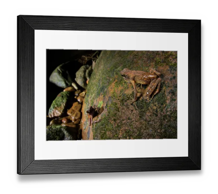 Framed Print : Long fingered slender toad (Ansonia longidigita) male calling from top of rock as female below approaches, Kubah National Park, Sarawak, Borneo Framed Print : Long fingered slender toad (Ansonia longidigita) male calling from top of rock as female below approaches, Kubah National Park, Sarawak, Borneo