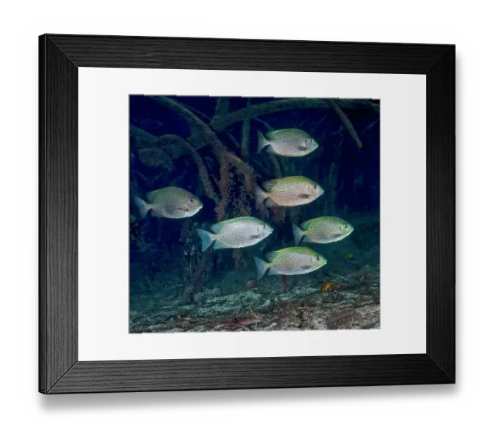 Framed Print : Vermiculate rabbitfish (Siganus vermiculatus) school swimming among mangrove roots, Raja Ampat, Indonesia, Pacific Ocean Framed Print : Vermiculate rabbitfish (Siganus vermiculatus) school swimming among mangrove roots, Raja Ampat, Indonesia, Pacific Ocean