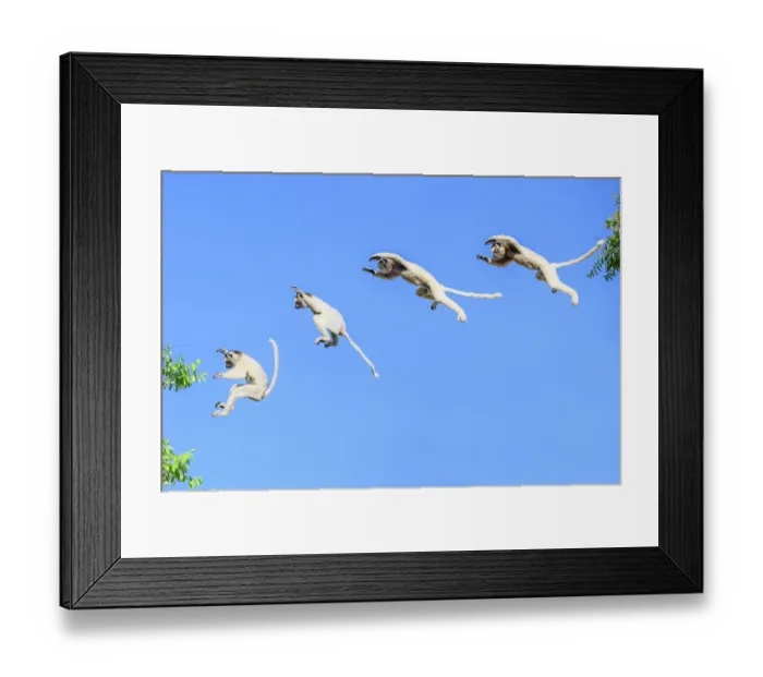 Framed Print : Verreaux's sifaka (Propithecus verreauxi) leaping between trees in forest canopy, Berenty Private Reserve, southern Madagascar. Critically endangered. Composite image Framed Print : Verreaux's sifaka (Propithecus verreauxi) leaping between trees in forest canopy, Berenty Private Reserve, southern Madagascar. Critically endangered. Composite image