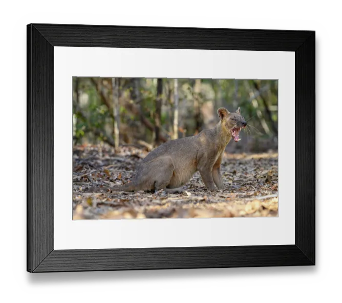 Framed Print : Fosa (Cryptoprocta ferox) female, yawning, in dry deciduous forest, Kirindy, Menabe, western Madagascar Framed Print : Fosa (Cryptoprocta ferox) female, yawning, in dry deciduous forest, Kirindy, Menabe, western Madagascar