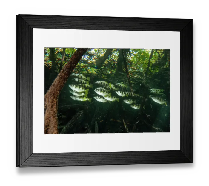 Framed Print : RF - Banded archerfish (Toxotes jaculatrix) school swimming among mangroves, Raja Ampat, Indonesia, Pacific Ocean Framed Print : RF - Banded archerfish (Toxotes jaculatrix) school swimming among mangroves, Raja Ampat, Indonesia, Pacific Ocean