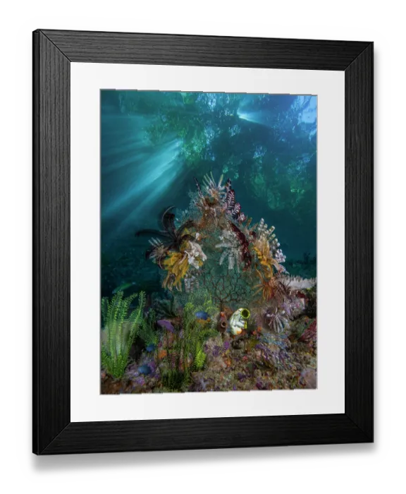 Framed Print : RF - Group of Feather stars (Crinoidea) resting on an unidentified coral sea fan, Raja Ampat, Indonesia, Pacific Ocean Framed Print : RF - Group of Feather stars (Crinoidea) resting on an unidentified coral sea fan, Raja Ampat, Indonesia, Pacific Ocean
