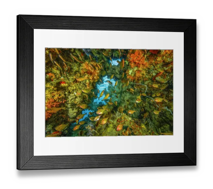 Framed Print : Underwater cave with Dusky sweepers (Pempheris adusta) and Soldierfish (Myripristis sp.) Framed Print : Underwater cave with Dusky sweepers (Pempheris adusta) and Soldierfish (Myripristis sp.)