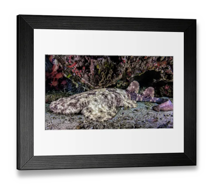 Framed Print : Tassled wobbegong (Eucrossorhinus dasypogon) resting on seabed under a ledge inside a small cave with Red soldierfish (Myripristis sp.) behind, Raja Ampat, Indonesia