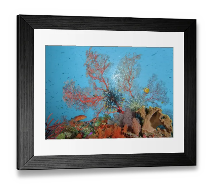 Framed Print : RF - Coral reef scene with Gorgonian sea fan (Melithaea sp.), Feather stars (Crinoidea), Saddle grouper (Cephalopholis sexmaculata) and Blacklip butterflyfish (Chaetodon kleinii) Framed Print : RF - Coral reef scene with Gorgonian sea fan (Melithaea sp.), Feather stars (Crinoidea), Saddle grouper (Cephalopholis sexmaculata) and Blacklip butterflyfish (Chaetodon kleinii)