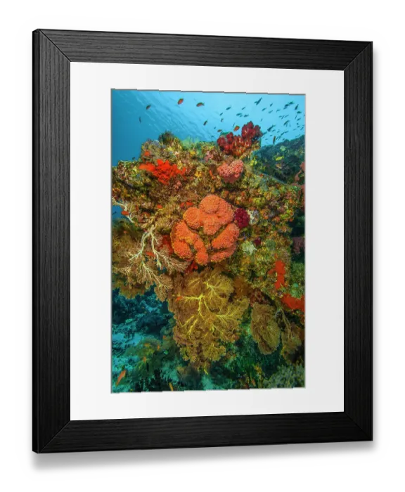 Framed Print : RF - Reef overhang with Sea fans (Melithaea), orange Cup corals (Dendrophylliidae), Soft corals (Dendronephthya sp.), red Encrusting sponges (Porifera) Framed Print : RF - Reef overhang with Sea fans (Melithaea), orange Cup corals (Dendrophylliidae), Soft corals (Dendronephthya sp.), red Encrusting sponges (Porifera)