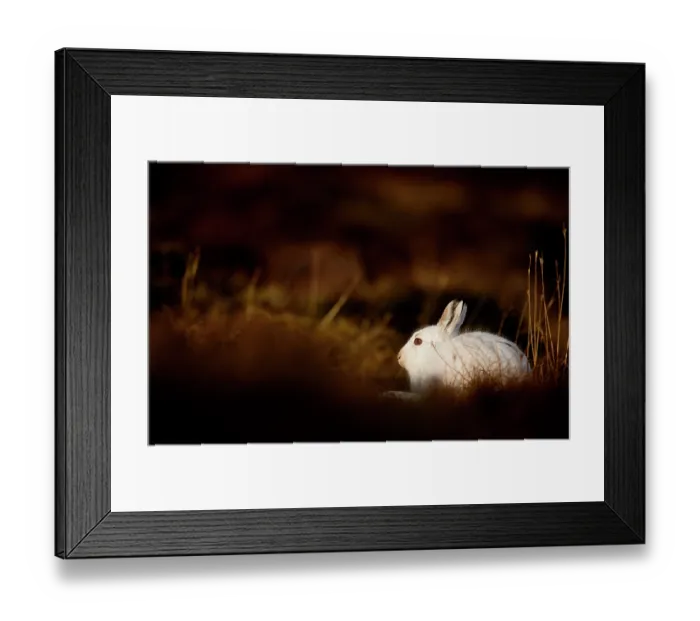 Framed Print : Mountain hare (Lepus timidus) in winter coat, sitting on heather moorland, Cairngorms National Park, Scotland, UK. February Framed Print : Mountain hare (Lepus timidus) in winter coat, sitting on heather moorland, Cairngorms National Park, Scotland, UK. February