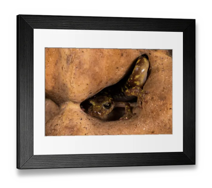 Framed Print : Imperial cave salamander (Speleomantes imperialis) hiding in hole in rock, Sarrabus, Sardinia, Italy Framed Print : Imperial cave salamander (Speleomantes imperialis) hiding in hole in rock, Sarrabus, Sardinia, Italy