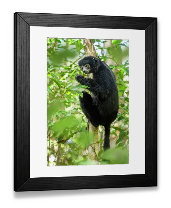 Framed Print : Perrier's black sifaka (Propithecus perrieri) feeding in forest understorey, Andrafiamena-Andavakoera Protected Forest, northern Madagascar. Critically endangered Framed Print : Perrier's black sifaka (Propithecus perrieri) feeding in forest understorey, Andrafiamena-Andavakoera Protected Forest, northern Madagascar. Critically endangered