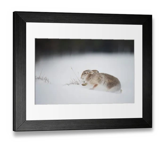 Framed Print : Mountain hare (Lepus timidus) walking over snow, Cairngorms National Park, Scotland, UK. February Framed Print : Mountain hare (Lepus timidus) walking over snow, Cairngorms National Park, Scotland, UK. February