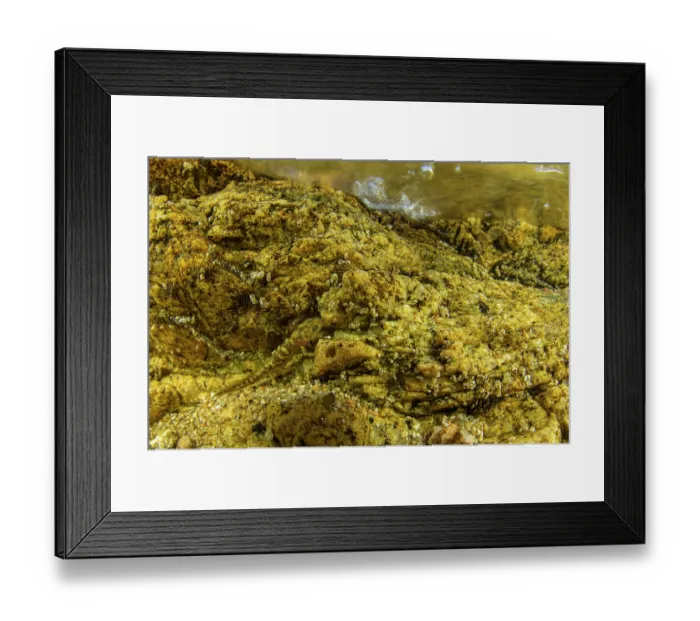 Framed Print : Sardinian mountain newt (Euproctus platycephalus) eft resting beside algae-covered rock in stream, Sardinia, Italy Framed Print : Sardinian mountain newt (Euproctus platycephalus) eft resting beside algae-covered rock in stream, Sardinia, Italy
