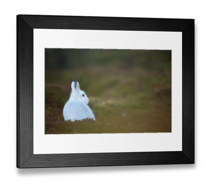 Framed Print : Mountain hare (Lepus timidus) in winter coat, sitting alert on heather moorland, Cairngorms National Park, Scotland, UK. January Framed Print : Mountain hare (Lepus timidus) in winter coat, sitting alert on heather moorland, Cairngorms National Park, Scotland, UK. January
